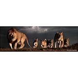 (21x62) Steve Bloom (Pride of Lions, Door) Art Poster Print