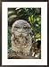 Tawny frogmouth bird Subject Framed Art Poster Print by George Grall, 21x29