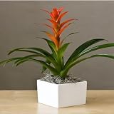 Warm Colored Bromeliad Gift Plant - Ships 2nd Day Air!