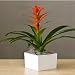 Red Bromeliad Gift Plant - Ships 2nd Day Air!