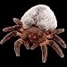 Ty Beanie Babies Hairy the Spider