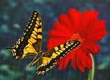 3D Lenticular POSTCARD-MONARCH ON GERBERRA