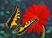 3D Lenticular POSTCARD-MONARCH ON GERBERRA