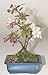 Bonsai Boy's Flowering Crabapple(Malus Sargenti)