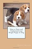 How to Train and Understand your Beagle Puppy or Dog