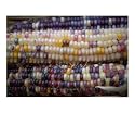 Indian Corn Detail Botanical Photographic Poster Print by Carmen Mandel-Cesareo, 24x20