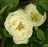 Amazon / Hirts: Quince: Yashima Flowering Quince -Double Blooms-Flowering Shrub