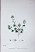 Botany Plants C1902 Hastate Leaved Scurvy Grass Colour