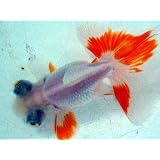 これは綺麗　蝶尾出目金　更紗　2才　上物【こだわりの生体をお届けします　名生園】