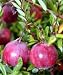 American Cranberry Bush -Great Groundcover- Delicious