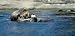 Otter Rear Window Graphic 18 x 52