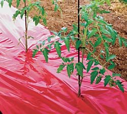 Plant Fertilizer - High Yield Red Tomato Mulch