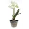 Faux Potted Amaryllis - White