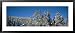 Trees, Winter Park Resort, Colorado, USA Framed Art Poster Print by Panoramic Images , 43x19