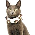 Holiday Jingle Cat Collar