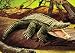 Toys : Alligator by Folkmanis
