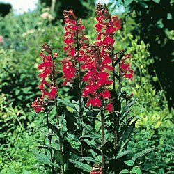 Cardinal Flower