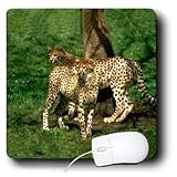 Wild animals - Cheetah - Mouse Pads