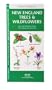 New England Trees & Wildflowers: An Introduction to Familiar Species (Regional Nature Guides)