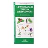 New England Trees & Wildflowers: An Introduction to Familiar Species (Regional Nature Guides)