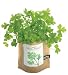 Image of Organic Parsley Garden-in-a-bag