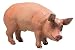 Boar