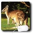 Wild animals - Kangaroo - Mouse Pads