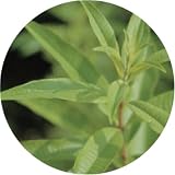 生活の木 フローラルウォーター レモンバーベナ 50ml