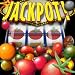 Jackpot! (3 Live Heirloom Tomato Plants)