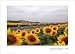 2005 Tour de France Sunflowers Poster Image