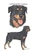 Rottweiler - Double Image by Cindy Farmer