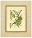 Fern with Crackle Mat I Art Poster Print by Samuel Curtis, 13x19