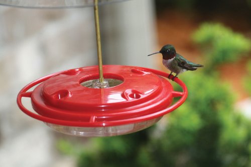 Birds Choice Hummerfest Hummingbird Feeder