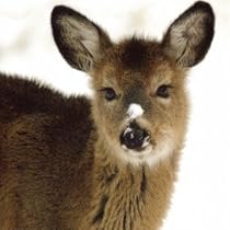 Christmas cards - Snow nose- 8 charity Christmas cards. 30p goes to the RNLI