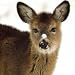 Christmas cards - Snow nose- 8 smaller size charity Christmas cards. 30p goes to the RNLI