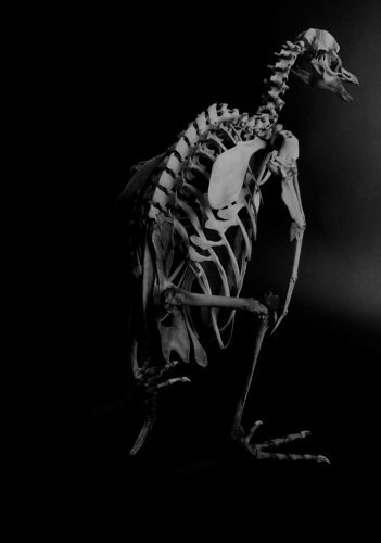 Cover image : BONES ― 動物の骨格と機能美