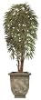 8ft RAPHIS PALM TREE/2PC