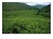 View from a Fern-Covered Hillside of a Valley North of Scafell Pike Scenic Photographic Poster Print by Joel Sartore, 16x12