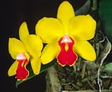 Sc June Bug 'Venice Sunshine' AM/AOS