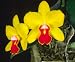 Sc June Bug 'Venice Sunshine' AM/AOS