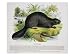 The Beaver, Educational Illustration Pub. by the Society for Promoting Christian Knowledge, 1843 Animals Giclee Poster Print by Josiah Wood Whymper, 24x18