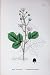 Botany Plants C1902 Cuspidate Leaved Bramble Rubus