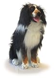 Sitting Bernese Mountain Dog (26)