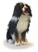 Sitting Bernese Mountain Dog (26)