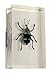 REAL BUGS Curculionid Beetle in Resin