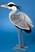 Plush King Blue Heron 16