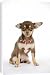 Canvas Prints of JD-22349 DOG. Chihuahua puppy wearing studded collar from Ardea Wildlife Pets