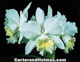 C Hawaiian Wedding Song 'Virgin' HCC/AOS