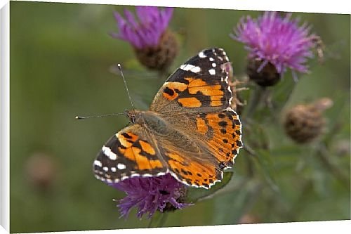 Canvas Prints of Butterfly from Country Life 