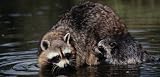 Raccoons - Rear Window Graphic 25